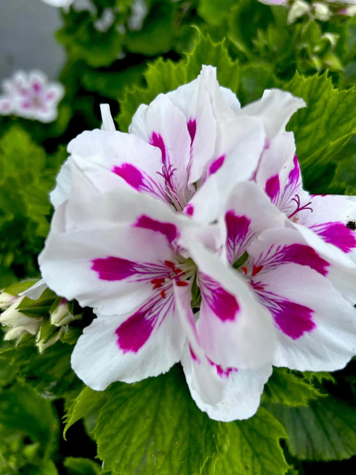 Geranium Live Plants 10-12" Tall White Vibrant Pink Perennial Pelargonium