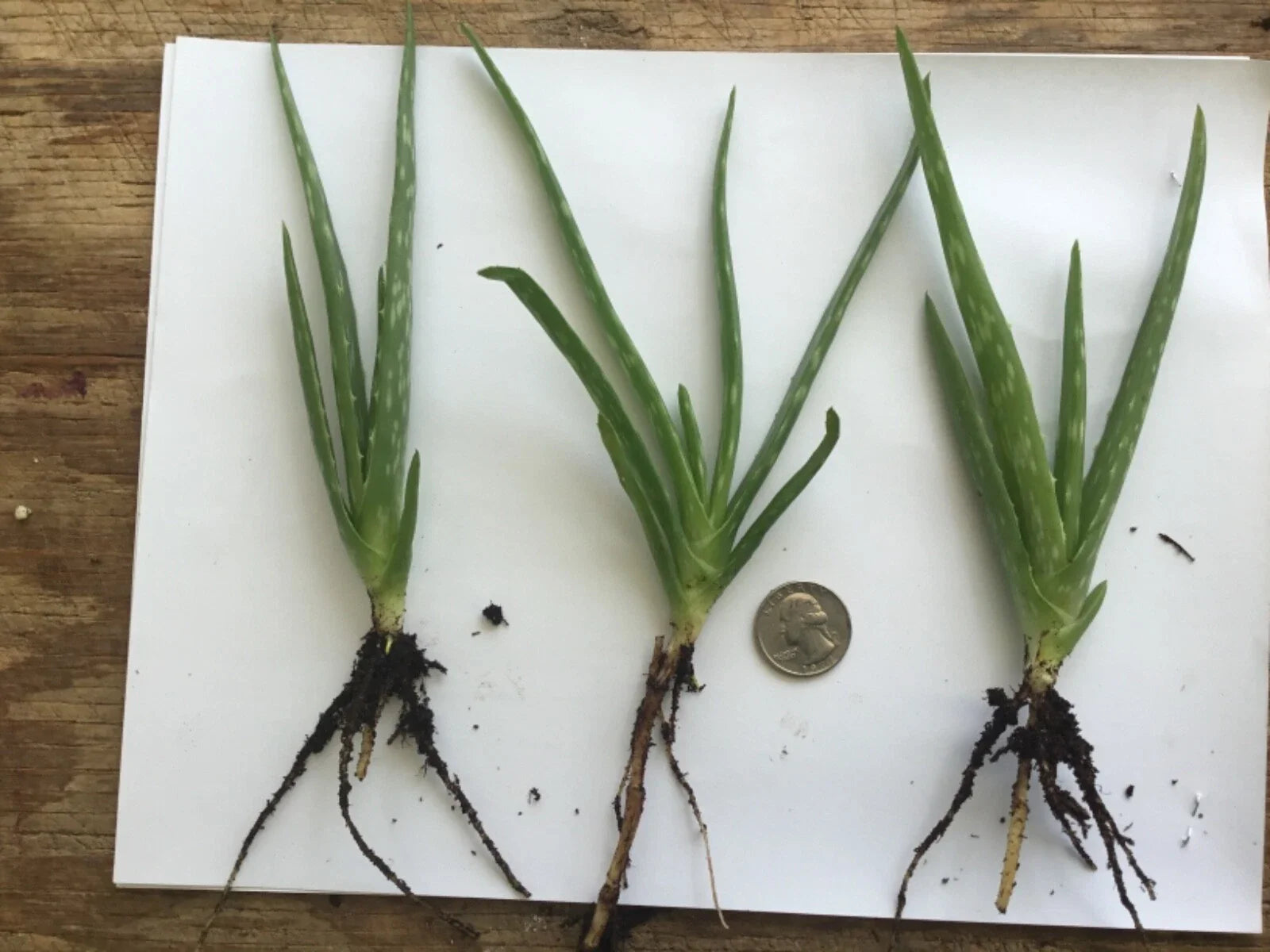 Organic Aloe Vera Plant - Bare Rooted, Healthy Live Plant - Perfect for Home Gardening (Aloe barbadensis miller)