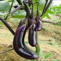 Organic Black Eggplant Seeds - 50 Pcs, Heirloom Vegetable for Garden Planting, Solanum melongena