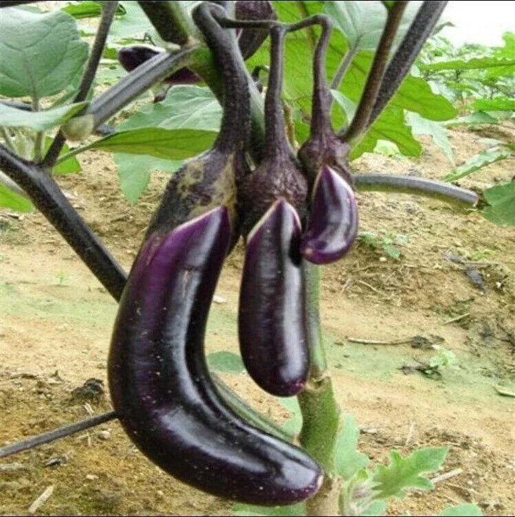 Organic Black Eggplant Seeds - 50 Pcs, Heirloom Vegetable for Garden Planting, Solanum melongena