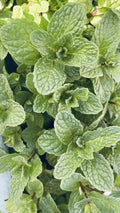 Live Peppermint Plants - 10 Bare Root Organic Mojito Mint - Rau Húng Lủi, Rau Thom