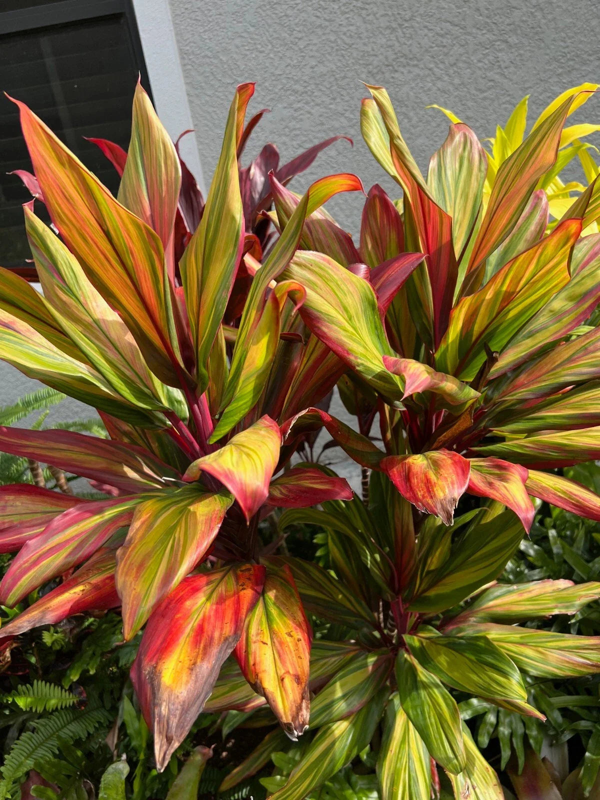 Hawaiian Ti Plant 4" Pot Cordyline Fruticosa "Harlequin" Colorful Foliage Houseplant