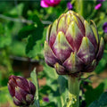 Purple Romagna Artichoke Seeds, NON-GMO, Carciofo di Romagna, Heirloom Variety