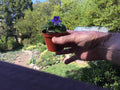Miniature African Violet Leaf Cuttings - 8 Freshly Cut Leaves - Saintpaulia ionantha