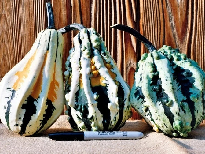 Super Wings Gourd Seeds - Fresh Seeds for Planting - Cucurbita pepo