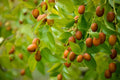 Chinese Date Tree Seeds - 6 Seeds for Planting - Jujube Tsao Zizi - Ziziphus jujuba