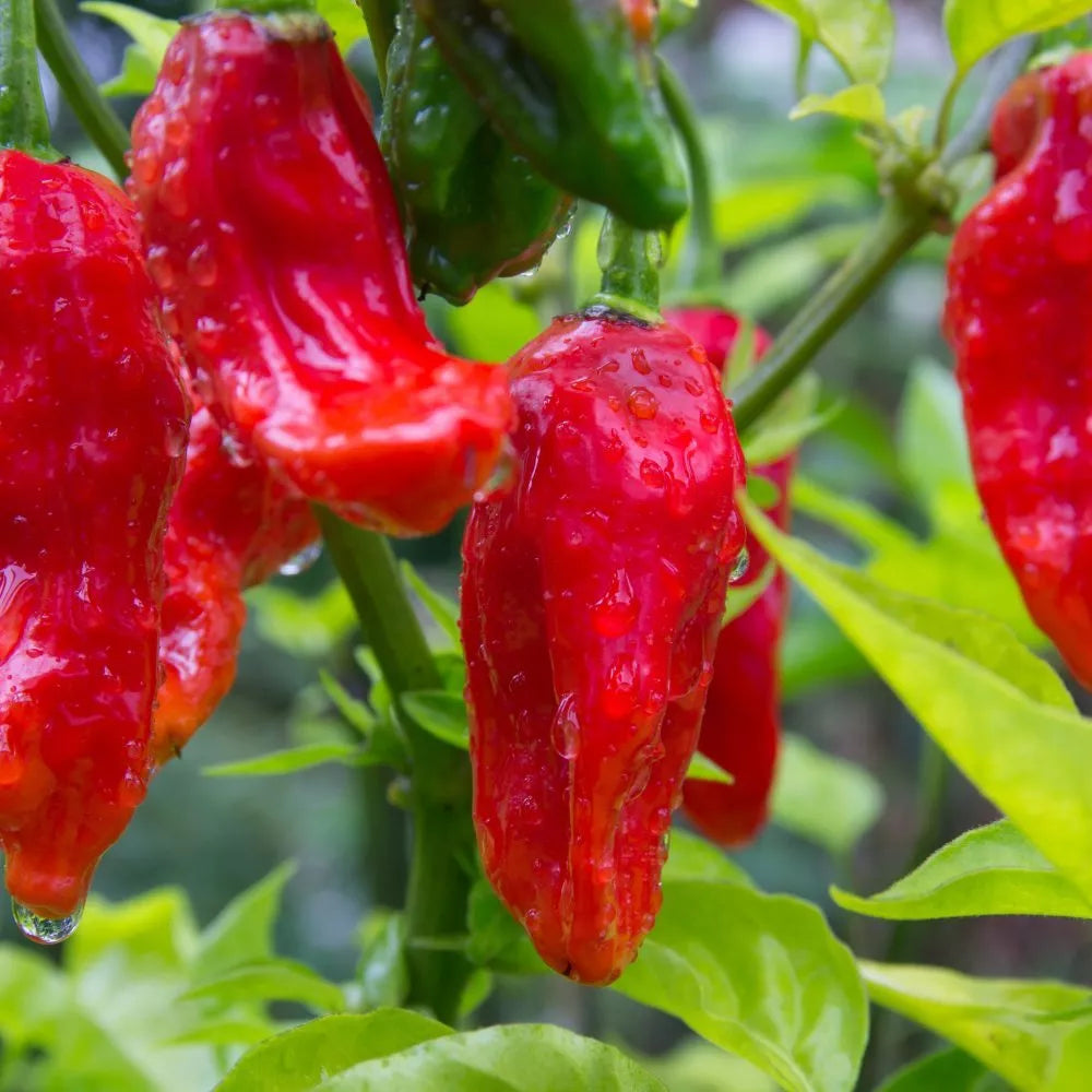 Ghost Pepper Seeds - Bhut Jolokia - Extremely Hot Variety - Genuine USA - Free Shipping