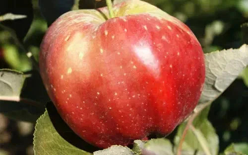 Bloody Ploughman Apple Seeds - 25+ Heirloom Seeds for Garden Planting - Malus domestica - USA Shipping Available
