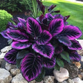Purple Tip Calathea Couture Seeds - 25+ Seeds for Indoor/Outdoor Beautiful Plant - Calathea veitchiana