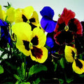 Giant Mix Pansy Seeds - 50 Flower Seeds - Viola tricolor