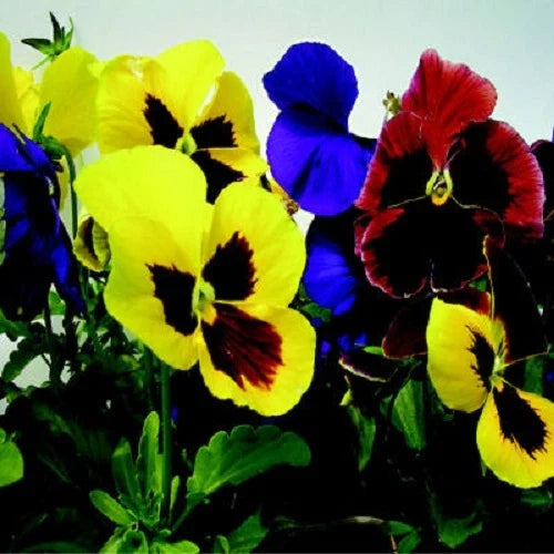 Giant Mix Pansy Seeds - 50 Flower Seeds - Viola tricolor