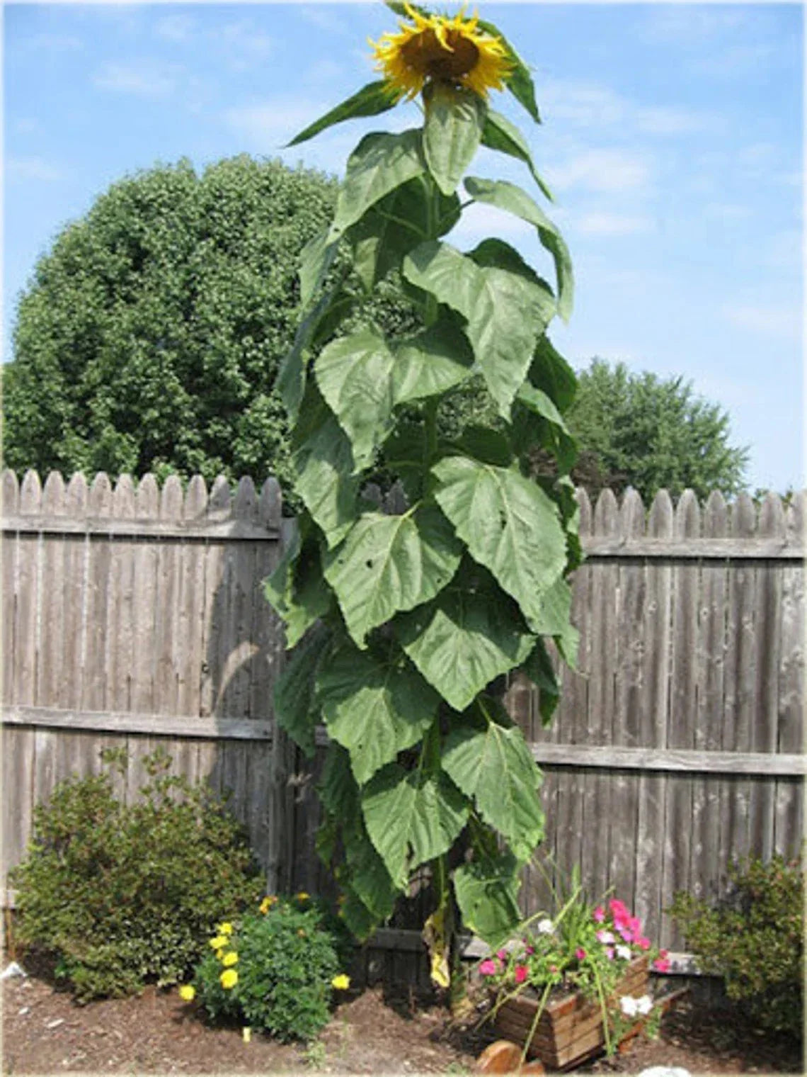 Sunflower Seeds - 25+ Count - Striped Giant Variety - Heirloom Non-GMO (Helianthus annuus)