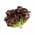 Oak Leaf Red Lettuce Seeds - Loose Leaf Bulk - Crisp Variety - (Lactuca sativa) 500, 1000, 2000, 5000 Count