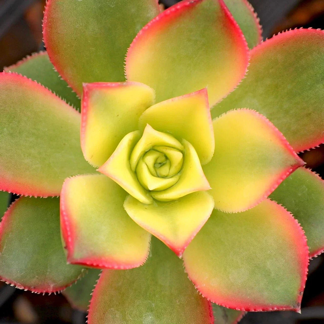 Aeonium Kiwi 2" Potted Plant - Beautiful Succulent - Unique Variegated Foliage - Ideal Houseplant