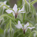 White Borage Seeds, Bianca Variety, Heirloom NON-GMO, Starflower, Tailwort, Free Shipping