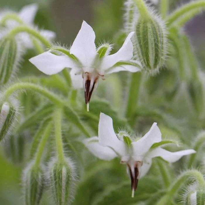 White Borage Seeds, Bianca Variety, Heirloom NON-GMO, Starflower, Tailwort, Free Shipping