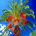 Date Palm Tree Seeds - 10 Pack - Edible Fruit Plant - Phoenix dactylifera - Hardy to Zone 8