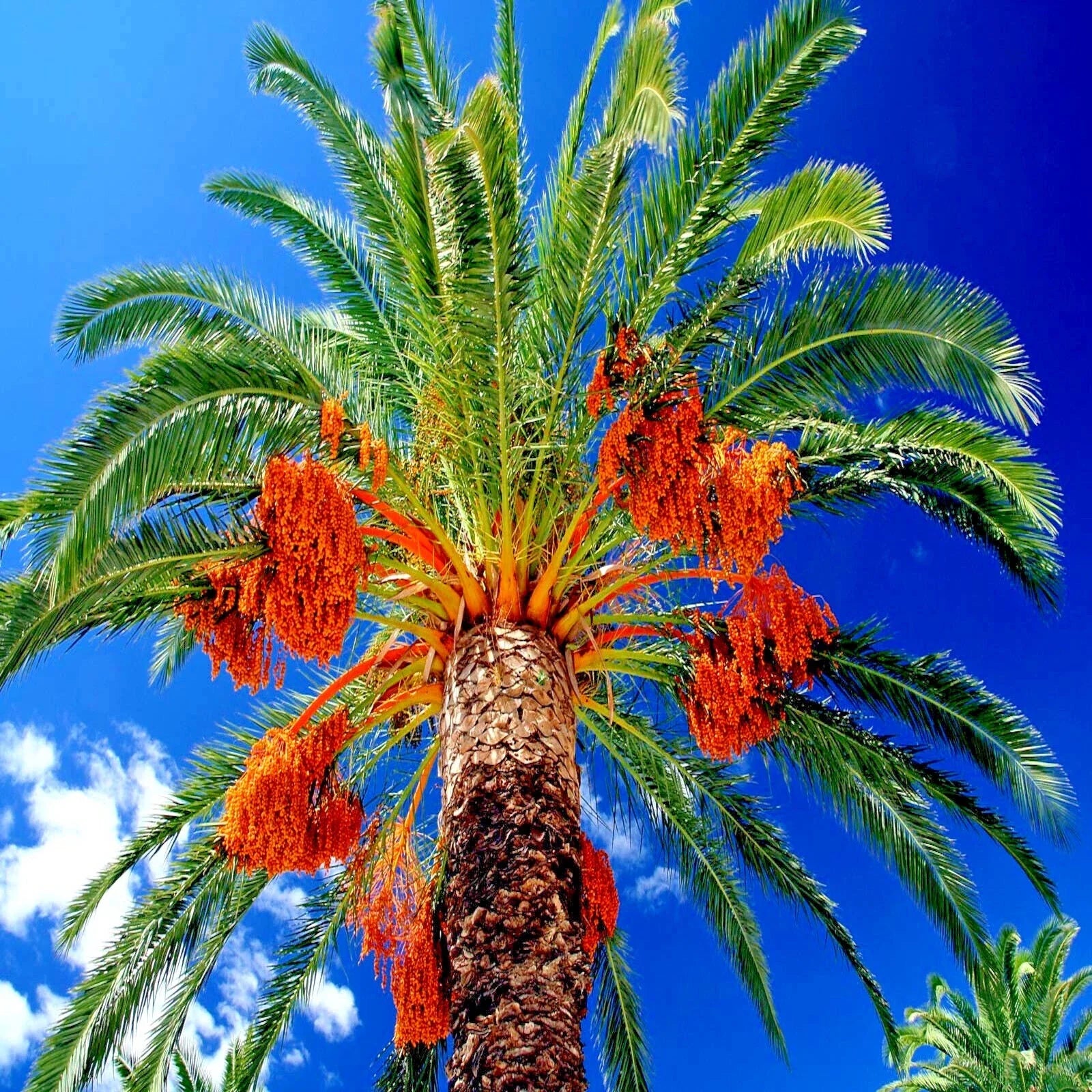 Date Palm Tree Seeds - 10 Pack - Edible Fruit Plant - Phoenix dactylifera - Hardy to Zone 8