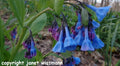 Virginia Bluebell Seeds - 100 Count - Native Spring Wildflower - Mertensia virginica