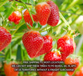 Summer Bearing Strawberry Plants - Pack of 10 Bare Root Marys Peak - Fragaria × ananassa