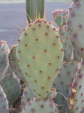 Prickly Pear Cactus Cutting - 1 Pad - Opuntia Macrocentra - Drought-Tolerant Succulent Plant