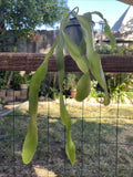 Epiphyllum Orchid Cactus Plant in 4” Pot, “George’s Favorite,” Rooted Cactus, Perfect for Indoor Gardening, Tropical Plant