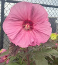 Honeymoon Rose Hardy Hibiscus Seeds - Dinner Plate - Heirloom - 20+ Seeds - Hibiscus moscheutos