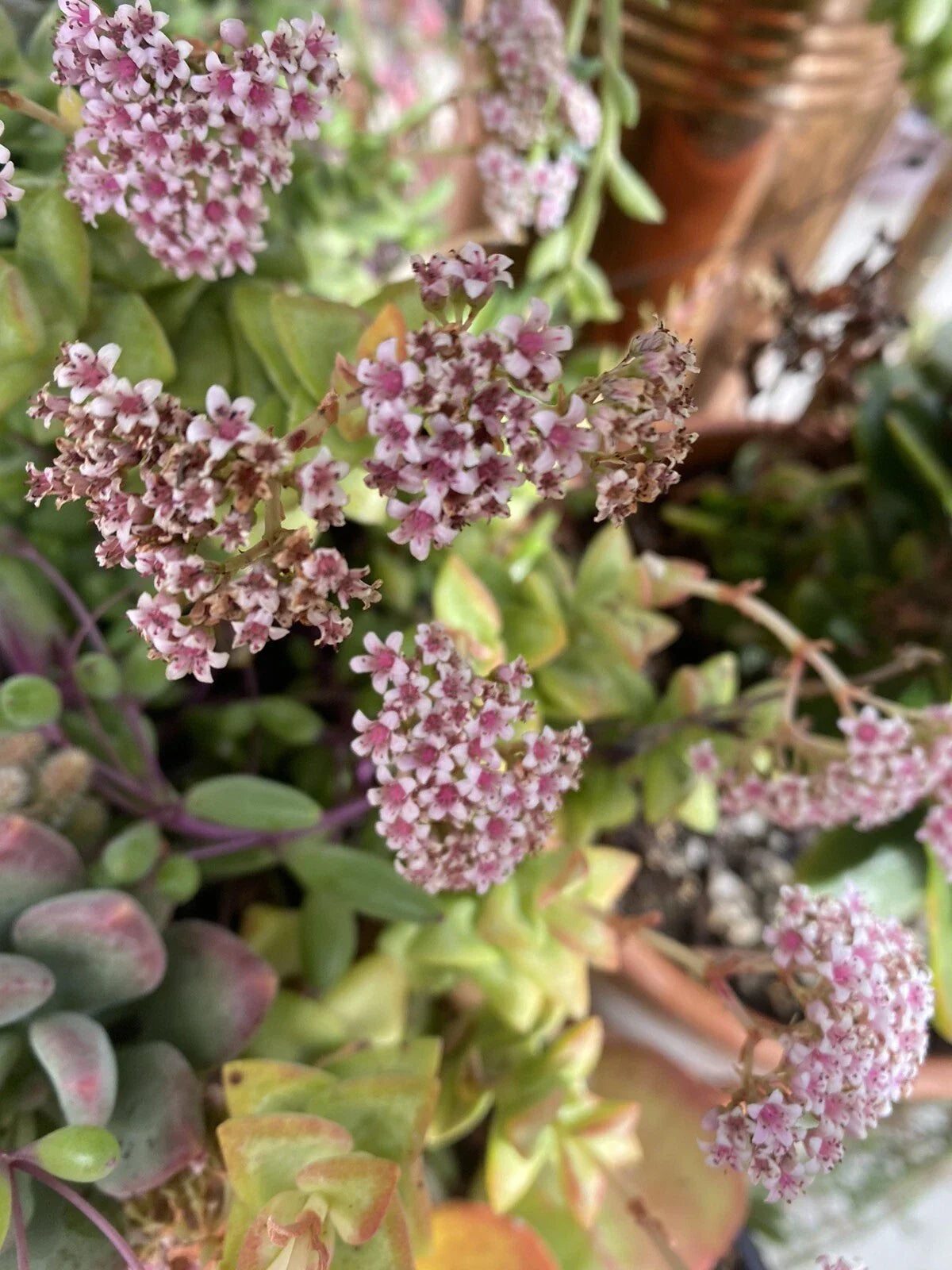 Organic Crassula Succulent Cuttings - Mixed Variety - 10 Total - Ideal for Plant Propagation and Home Decor