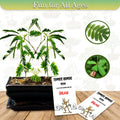 Zombie Bonsai Seeds Packets (2 Pack) - Unique Sensory Plant, Indoor Gardening, Zelkova serrata