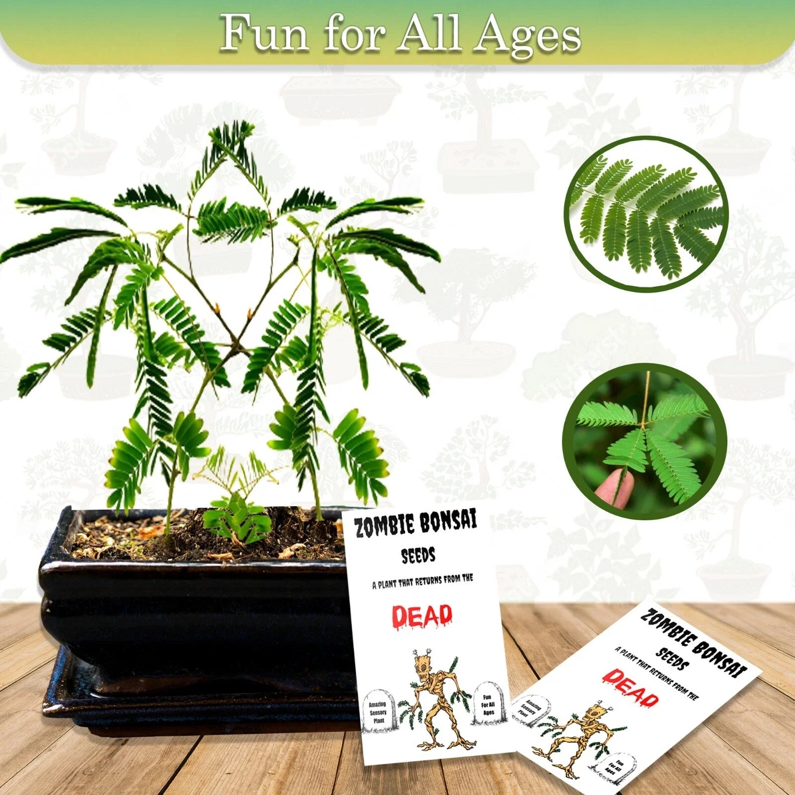 Zombie Bonsai Seeds Packets (2 Pack) - Unique Sensory Plant, Indoor Gardening, Zelkova serrata