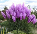 Purple Pampas Grass Plugs - 3 Pack - Cortaderia selloana