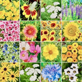 Wildflower Seed Mix 500+ Seeds | Attracts Butterflies & Hummingbirds | Native Species Mix