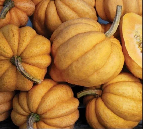 Thelma Sanders Acorn Winter Squash Seeds - 10 Fresh Heirloom Seeds, Rare Variety for Home Gardening