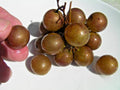 Organic Bronze Carlos Muscadine Grapevine Cuttings - 8 Healthy Vines for Home Gardening (Vitis rotundifolia)