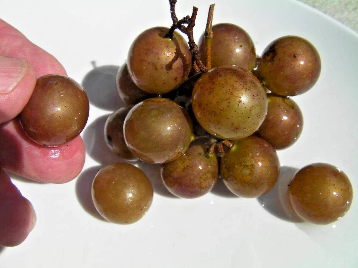 Organic Bronze Carlos Muscadine Grapevine Cuttings - 8 Healthy Vines for Home Gardening (Vitis rotundifolia)
