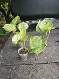 Manjula Pothos Plant 2.5" Pot Variegated Epipremnum Live Rooted Houseplant