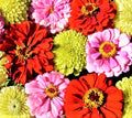 Pink Lemonade Zinnia Seed Mix - 100+ Non-GMO Seeds for Colorful Gardens - Zinnia elegans