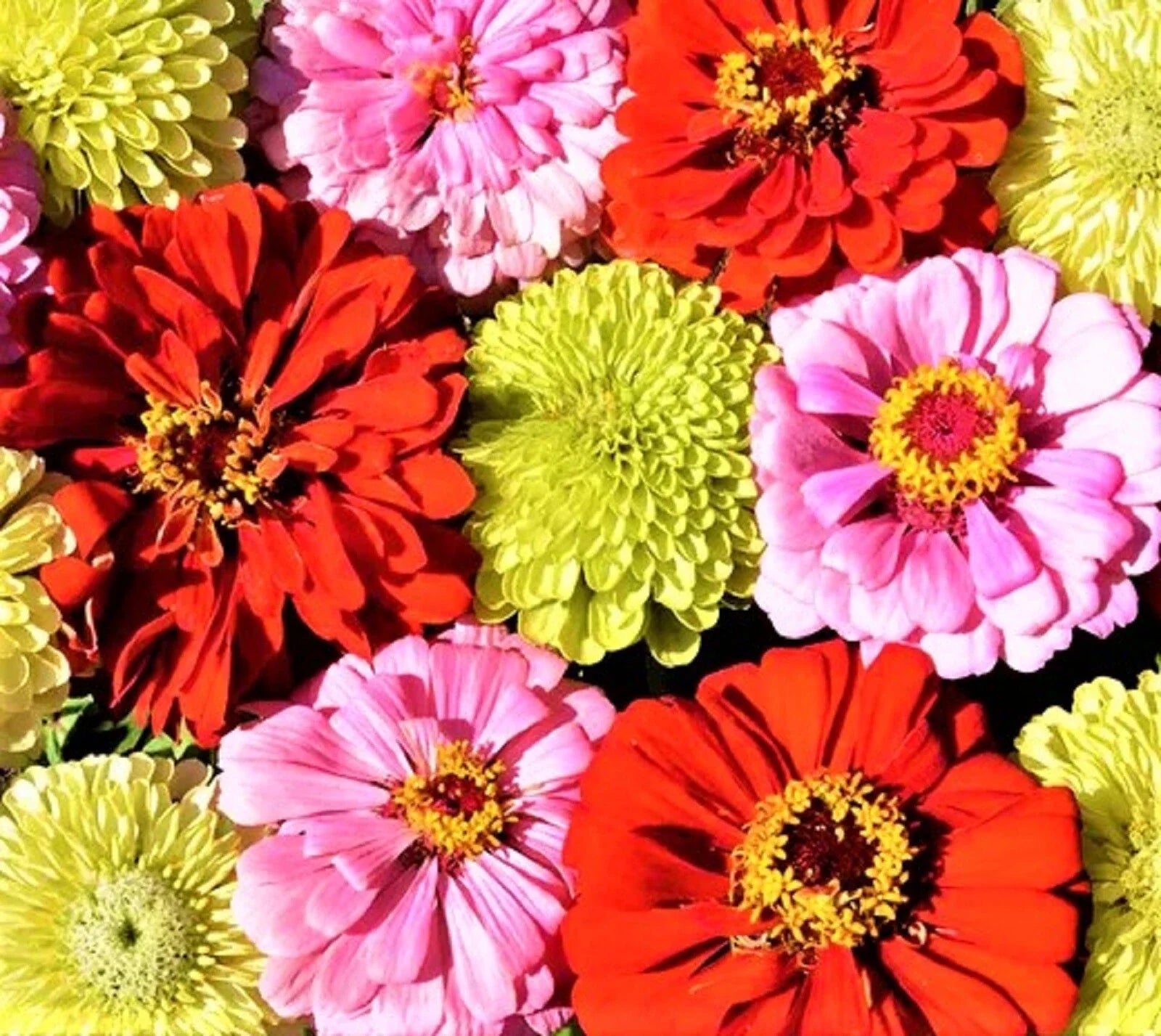 Pink Lemonade Zinnia Seed Mix - 100+ Non-GMO Seeds for Colorful Gardens - Zinnia elegans