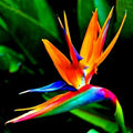 Bird of Paradise Seeds (15) - Tropical Flowering Plant Seeds - Strelitzia reginae - Exotic Garden Starter Kit