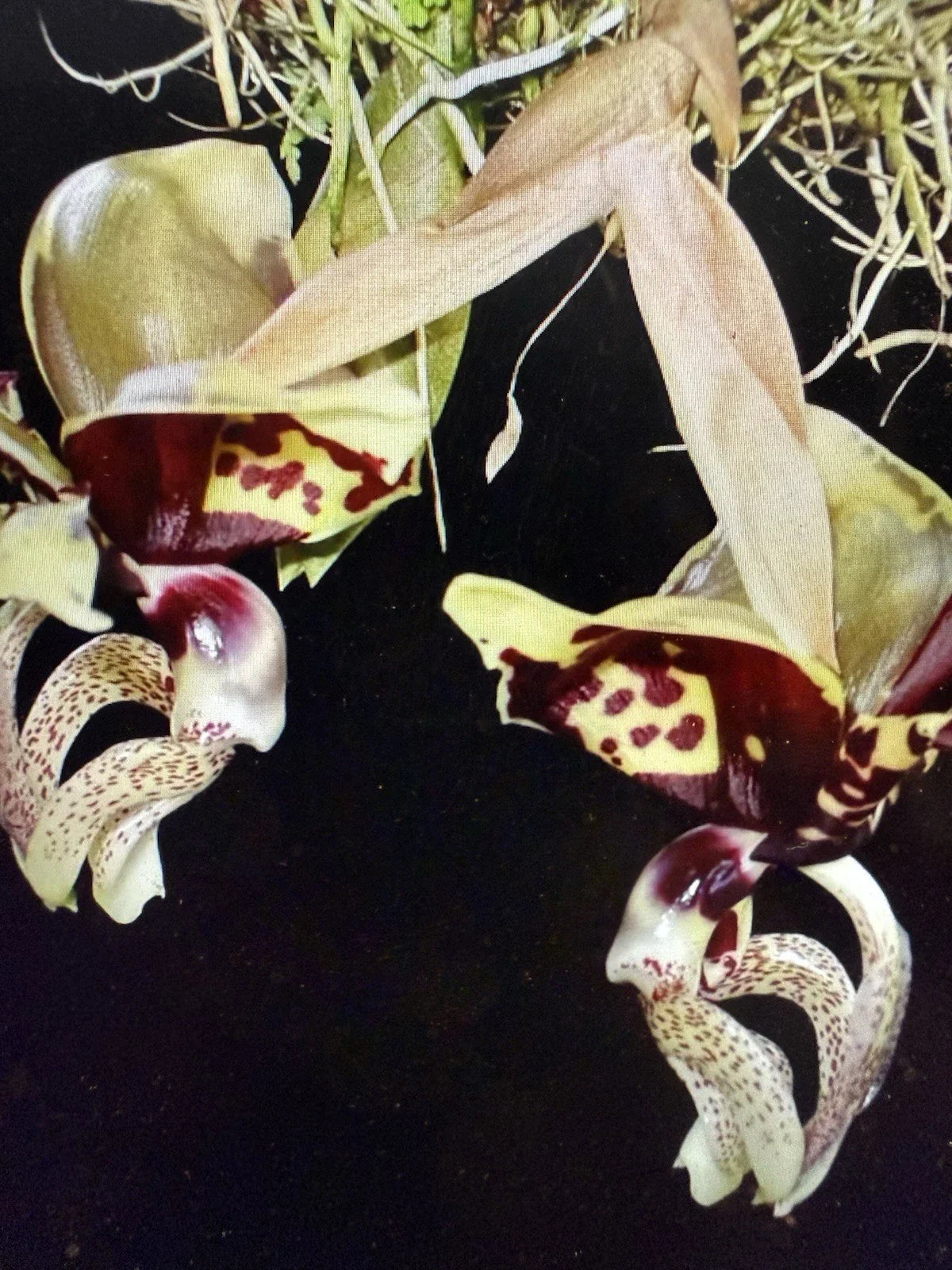 Orchid Plant - 2 Rooted Bulbs - Stan oculata - Bare Root Orchid