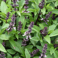 Cinnamon Basil Seeds - Heirloom Non-GMO - Ocimum basilicum 'Cinnamon' - Free Shipping - Seed Store 1125