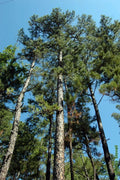 Shortleaf Pine Live Starter Tree 8-12" Bare Root Pinus echinata Resilient Southeastern US Native