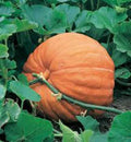 Big Max Pumpkin Seeds, Heirloom Non-GMO, 100 Seeds, Giant Pumpkins, Cucurbita pepo