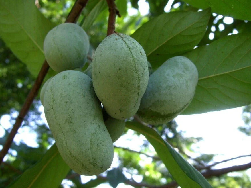 Live Pawpaw Plant Seedling 6" Asimina triloba Rooted Paw Paw Tree for Garden or Container