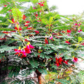 20 Hummingbird Tree Seeds - Agati Flower Plant - Sesbania grandiflora - Rare Tropical Seeds for Gardens