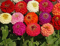 Dahlia Flowered Mix Seeds - 100+ Multicolor Wildflower Zinnia Seeds - Fresh USA Quality