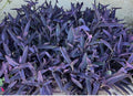 Purple Jade Cuttings - 8 Easy to Grow Purple Perennial Plant - Crassula Ovata