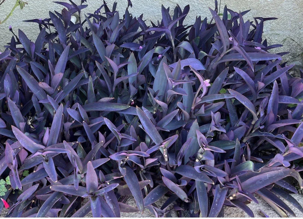 Purple Jade Cuttings - 8 Easy to Grow Purple Perennial Plant - Crassula Ovata