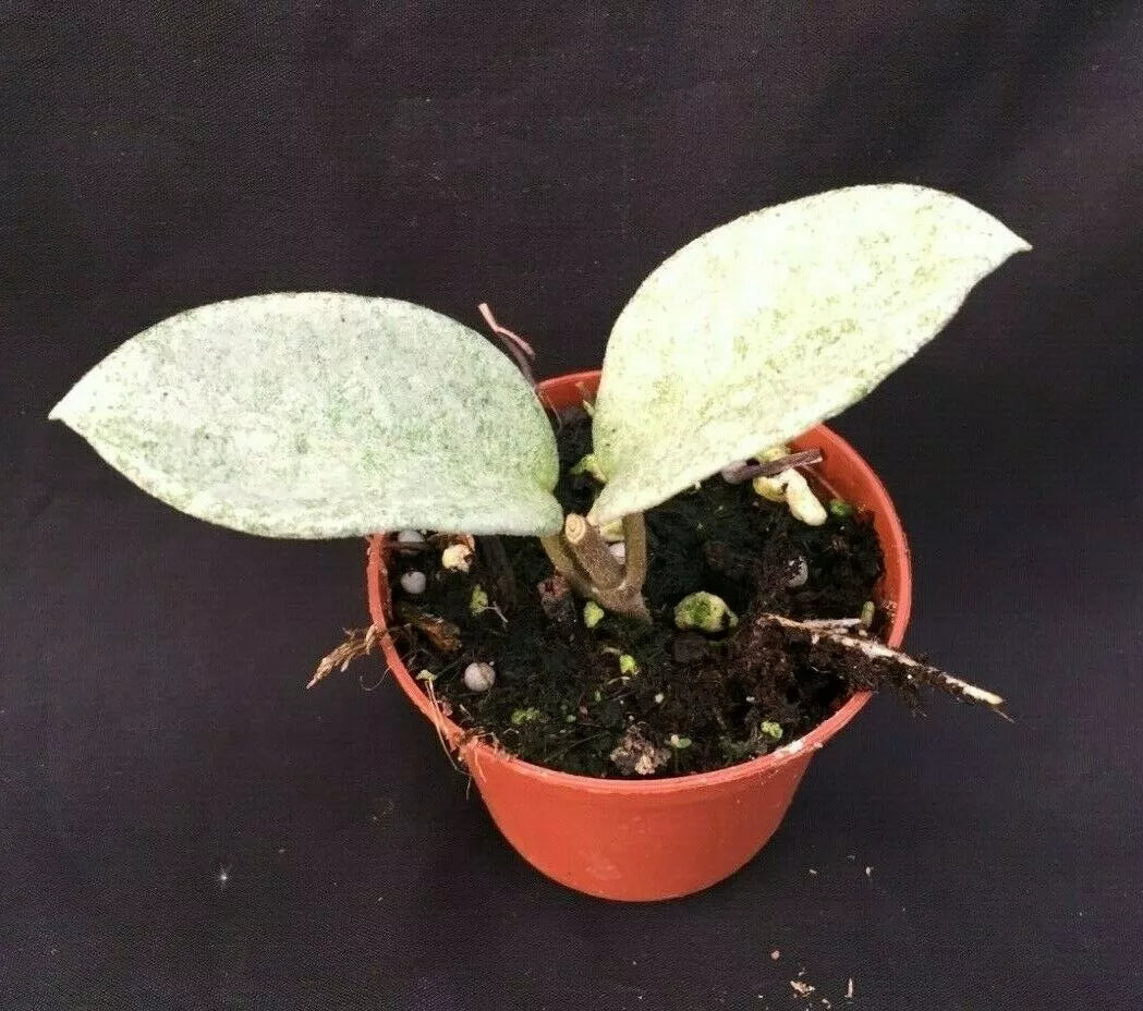 Rare Hoya Carnosa 'Nova Ghost' Rooted Plant 2.5" Pot