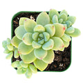 Live Fresh Sedum Clavatum Succulent Plant in 2'' Planter - Fully Rooted Indoor Greenery